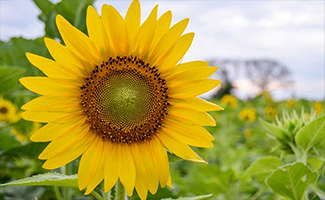 Sunflowers