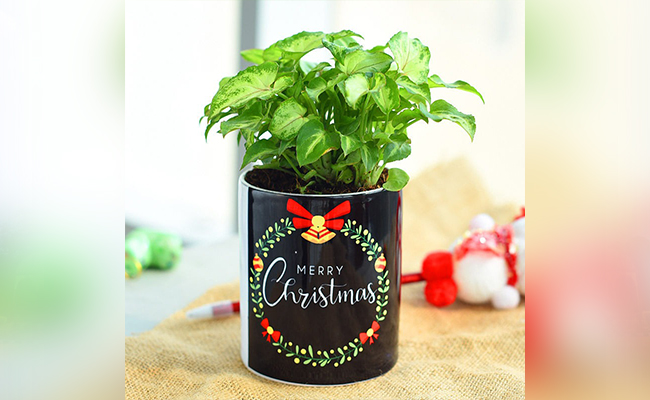 Mini Indoor Plant in a Festive Pot Mini Indoor Plant in a Festive Pot