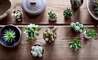 Mini Desk Plants- New year gifts for clients