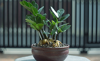 ZZ Plant