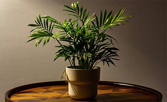 Areca Palm