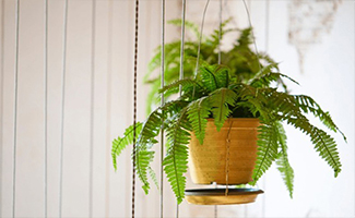 Boston Fern Plant