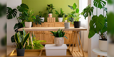 Indoor Plants for Mumbai Climate