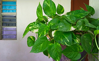 Money Plant