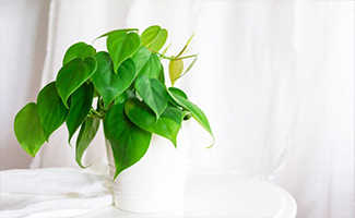 Philodendron Plant