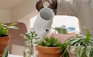 Plant care tips