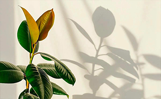 Rubber Plants