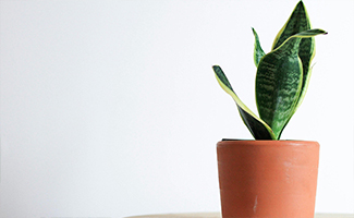 Snake Plant