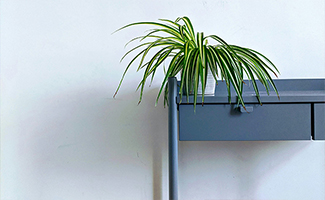 Spider Plant