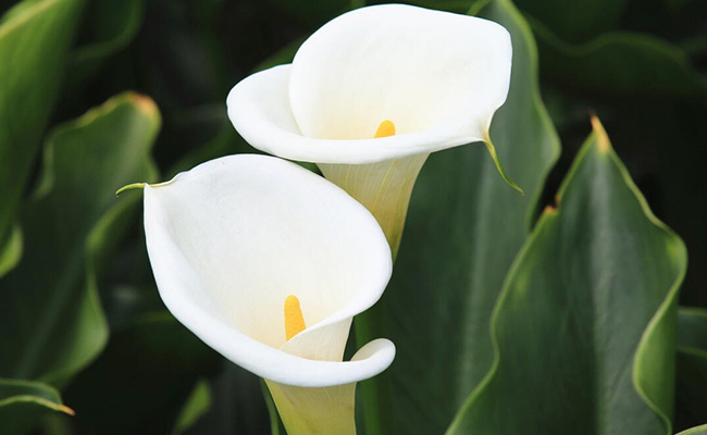 Calla Lilies