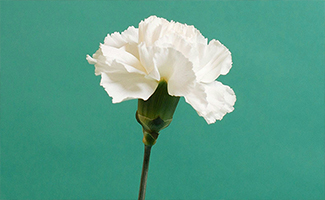 Facts About Carnations