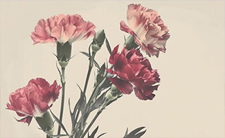 History Of Carnations
