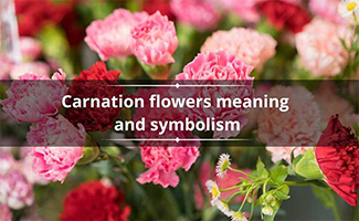 Meaning Of Carnation