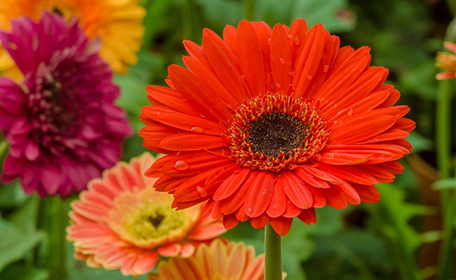 Gerbera Daisies