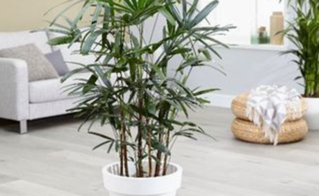 Broad Lady Palm Broad Lady Palm