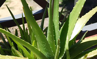 Aloe Vera