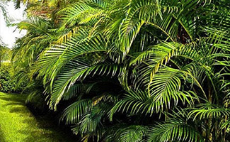 Areca Palm