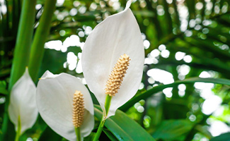 Peace Lily