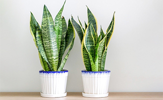 Snake Plant