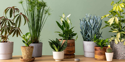 indoor plant care in indore winters