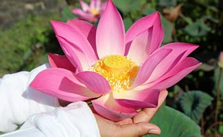 Lotus Flower Meaning