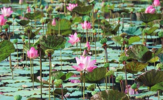 Lotus Flower Meaning