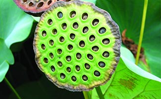 Lotus Flower in Ayurveda