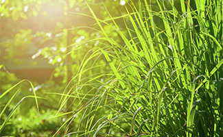 Citronella Grass