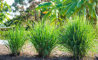 Lemon Grass