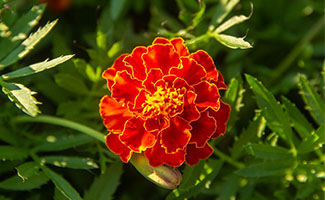 Marigold