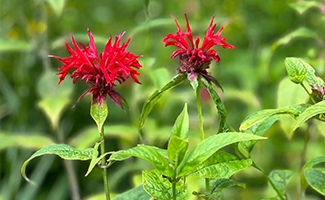 Bee Balm