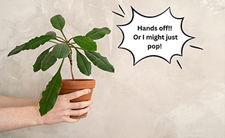 Some Plants Can Explode