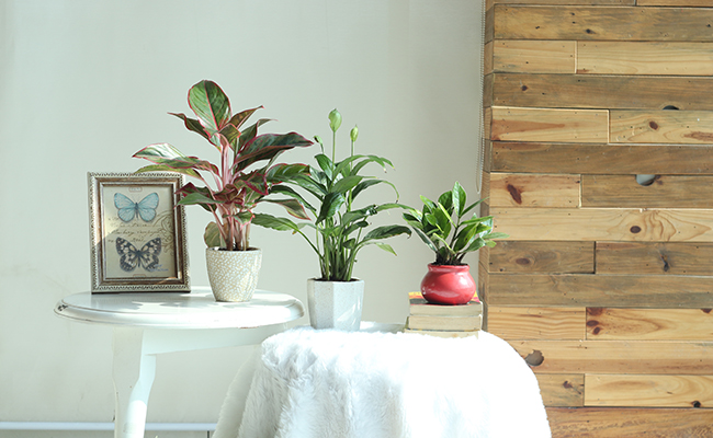 Adopting Plant Adopting Plant