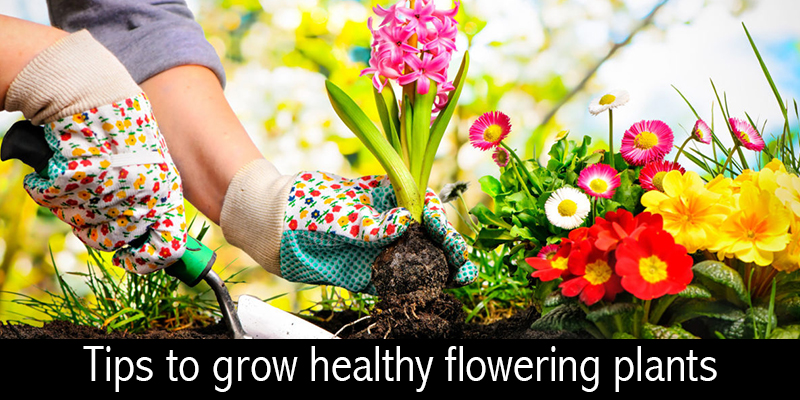 Grow Plants at Home Grow Plants at Home
