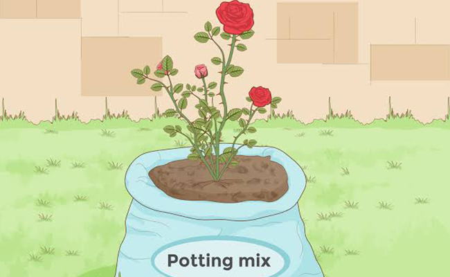 Prepare Environment for Plant Prepare Environment for Plant