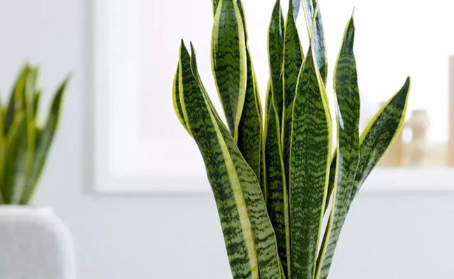 Sansevieria trifasciata Sansevieria trifasciata