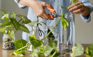 money plant care tips