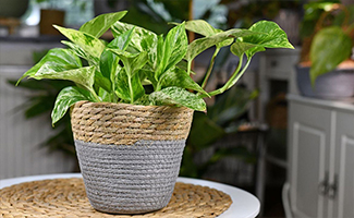 Benefits of Money Plants