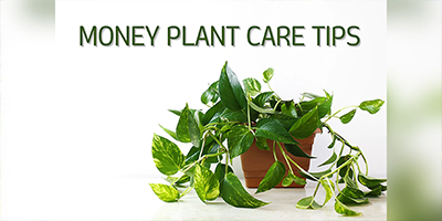 Money plant care tips