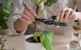 plant care tips