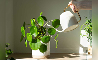 Money plant care