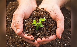 plant soil