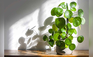 sunlight for plants