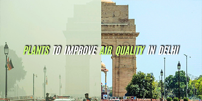 Plants improve air quality