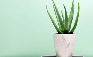 Aloe Vera Plant