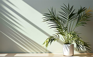 Areca Palm