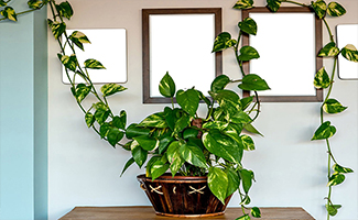 Money Plant