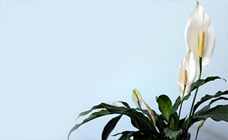 Peace Lily Plant