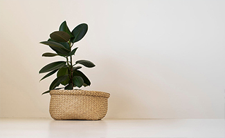 Rubber Plants