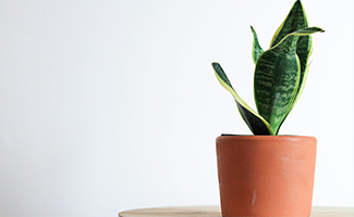 Snake Plant
